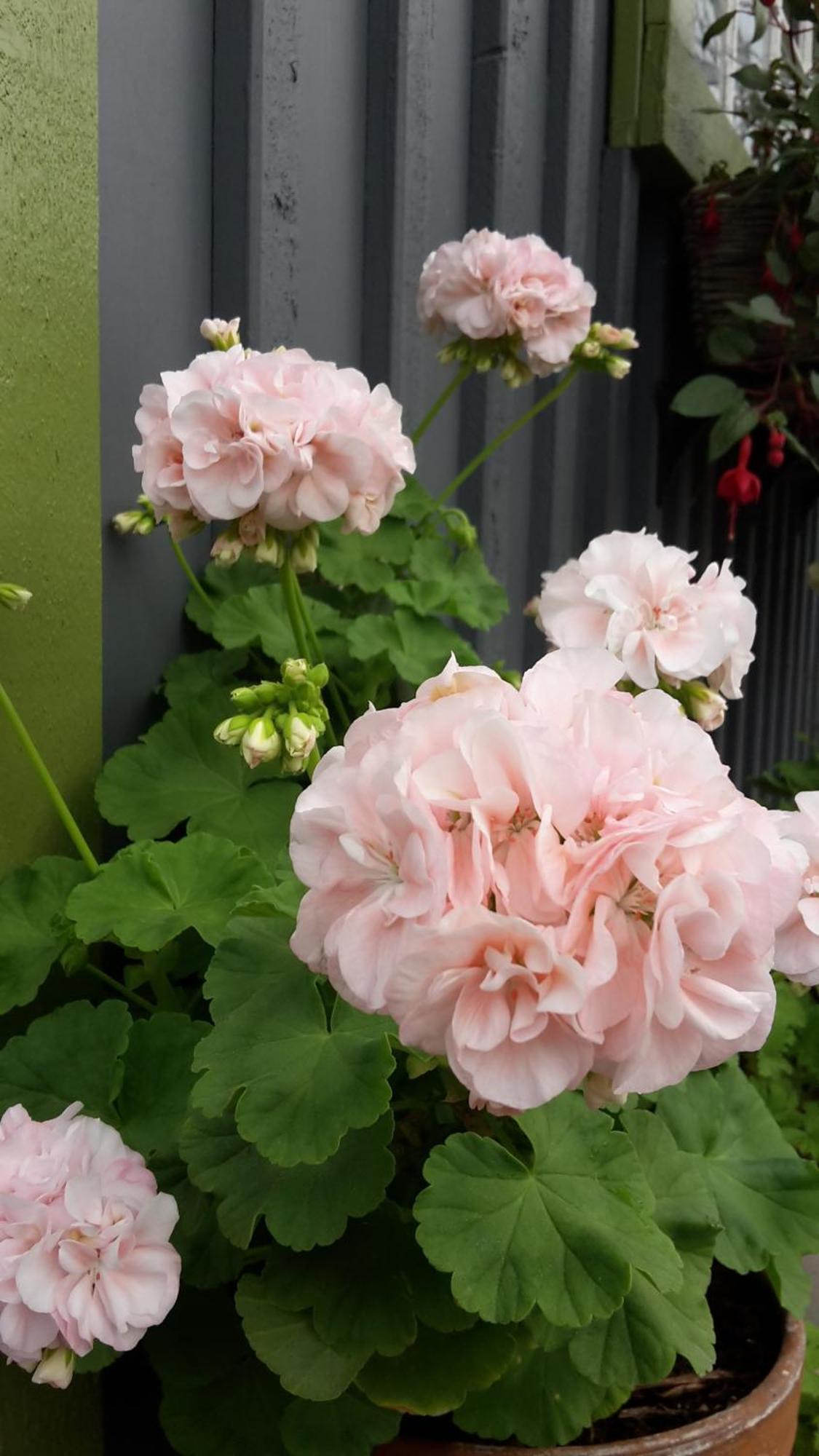 HärnösandSoergardens Logi住宿加早餐旅馆 外观 照片